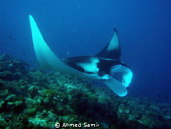 Mata ray from Maalhos Bodu Thila, North Ari Atoll - Maldi... by Ahmed Samir 